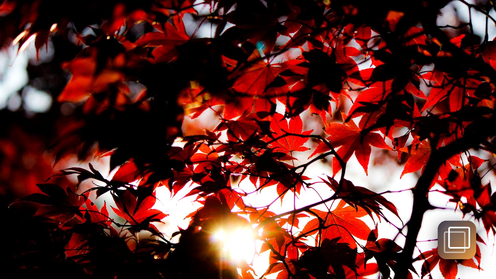 How to photograph fall colors with your phone